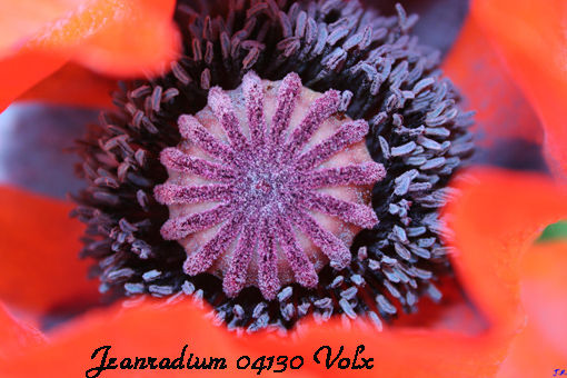 coquelicot CRUIS (2) horiz 510