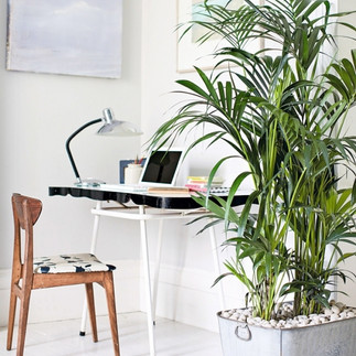 pièce de vie plante