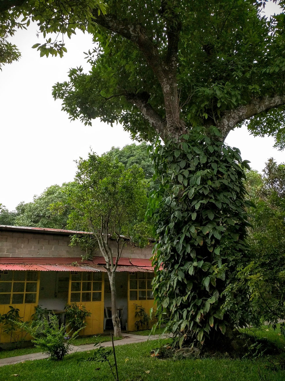 PLFM Spanish School