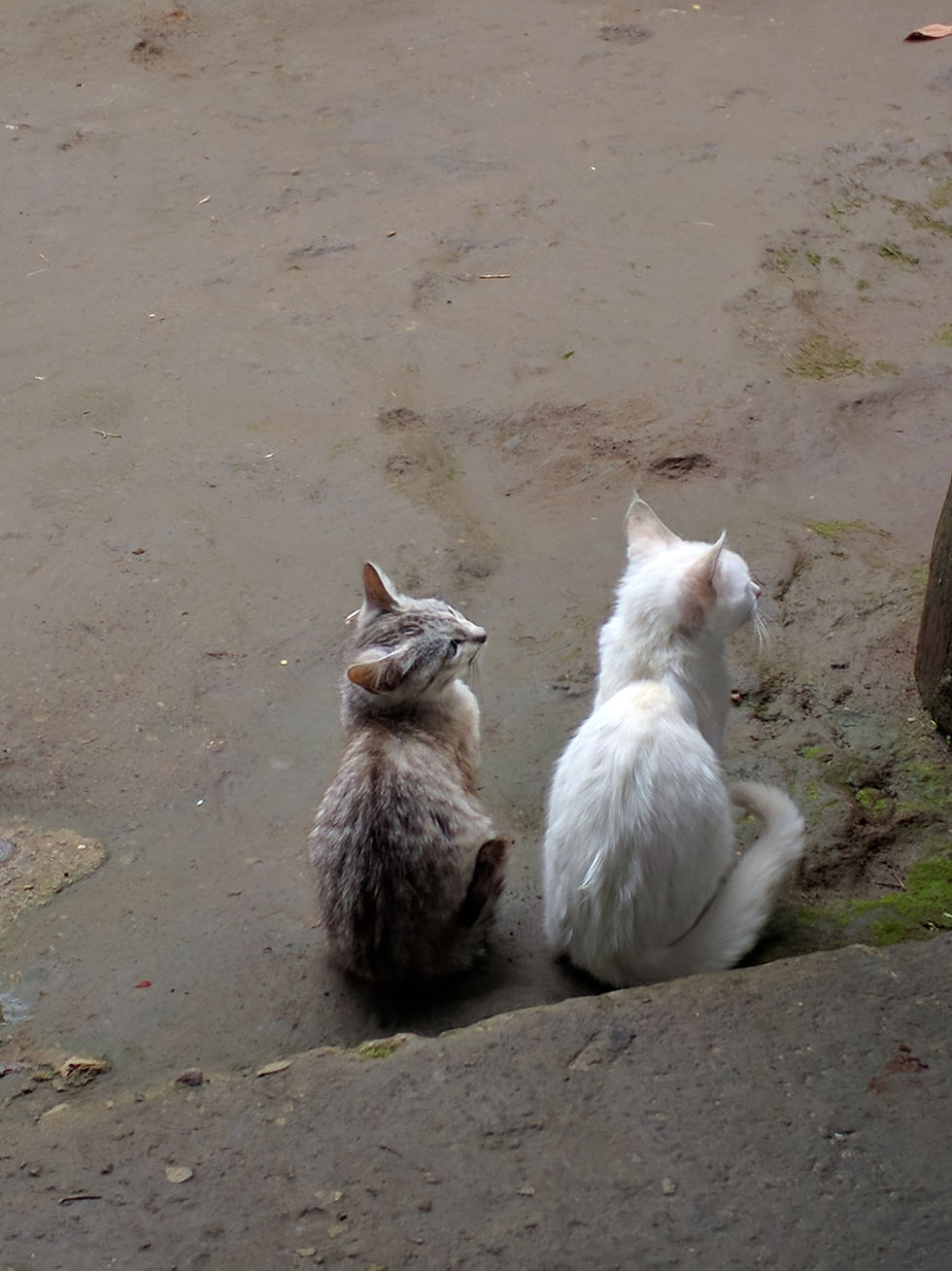 Gris (aka grey) and Blanca (aka white)