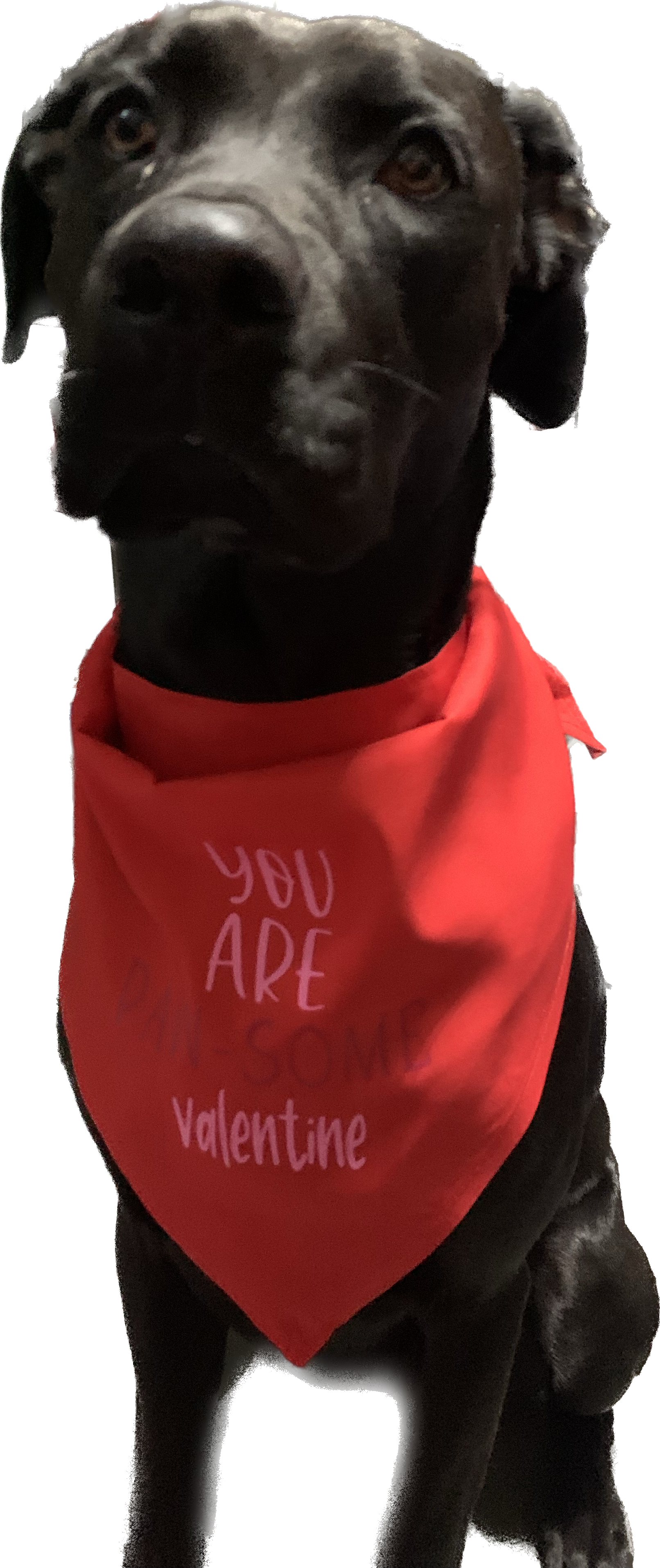 You Are Paw-Some Valentine Dog Bandanna