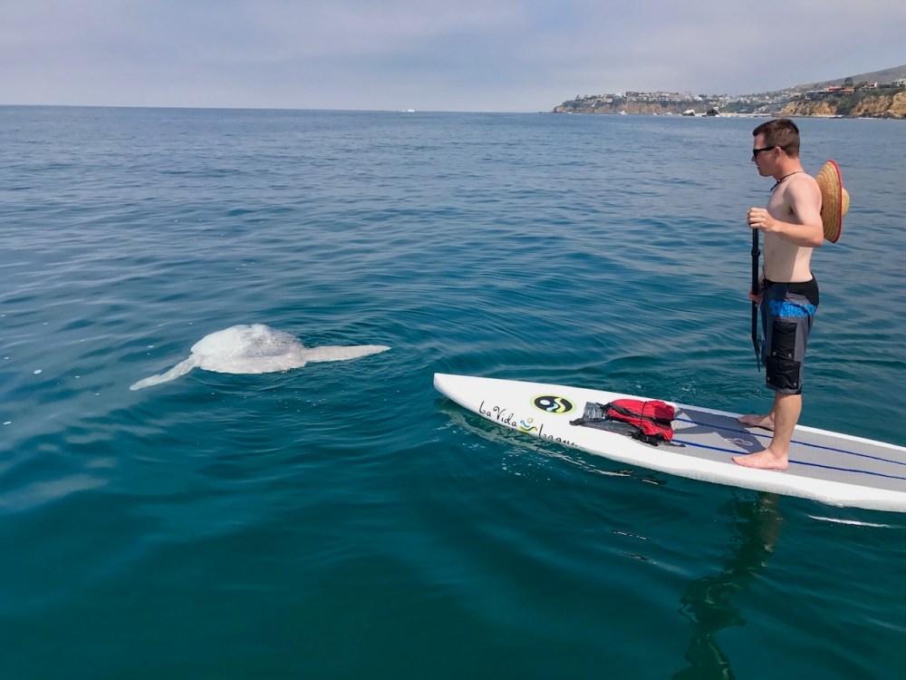 a person standing on a SUP board with a large fish in front of him