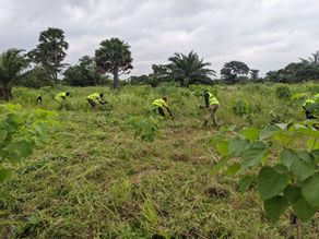 In-Terre-Forêt : Un projet de reboisement communautaire à Lavie(Prefecture de Kpele- TOGO)