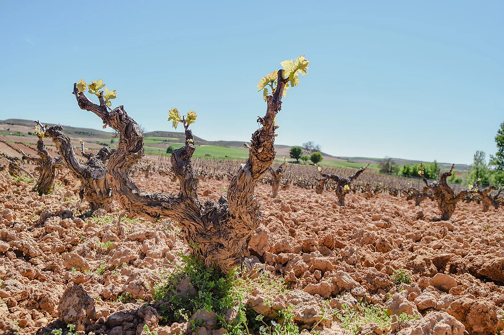 Clipped old grapevine with first leaves, vine groving in Ribera del Duero