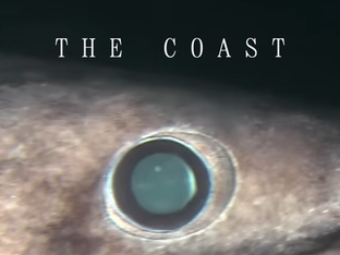 THE COAST