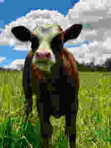 Young Calf In Green Grass in Connecticut