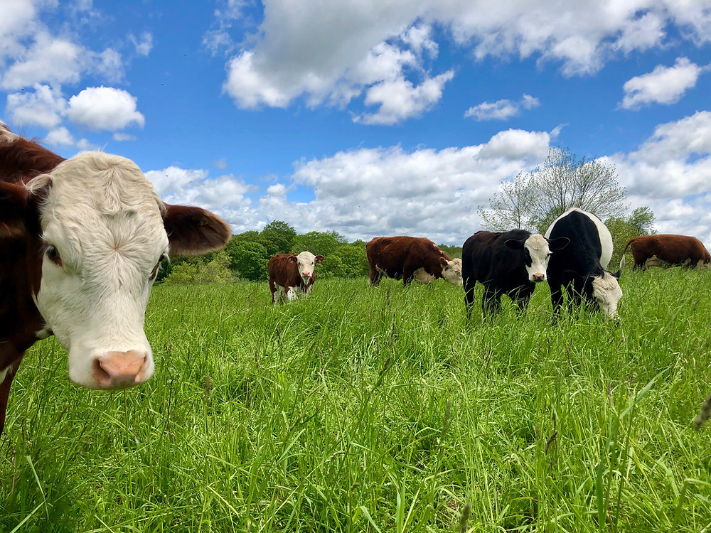 Cows on pasture in Union Connecticut at Hidden Blossom Farm