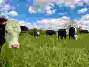Cows on pasture in Union Connecticut at Hidden Blossom Farm