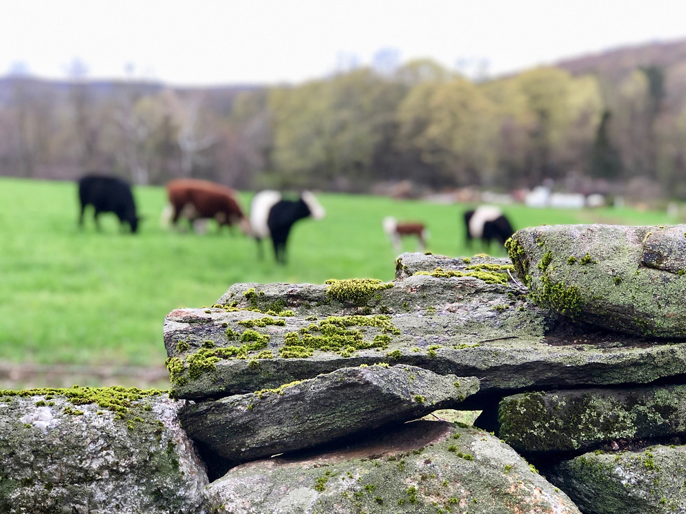 Connecticut stone wall and grass fed beef in field