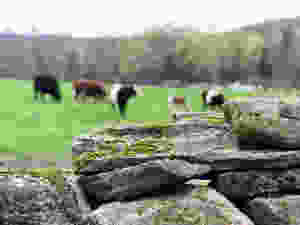 Connecticut stone wall and grass fed beef in field
