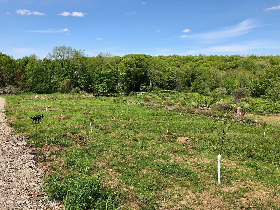 Young apple orchard in Union Connecticut