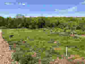 Young apple orchard in Union Connecticut