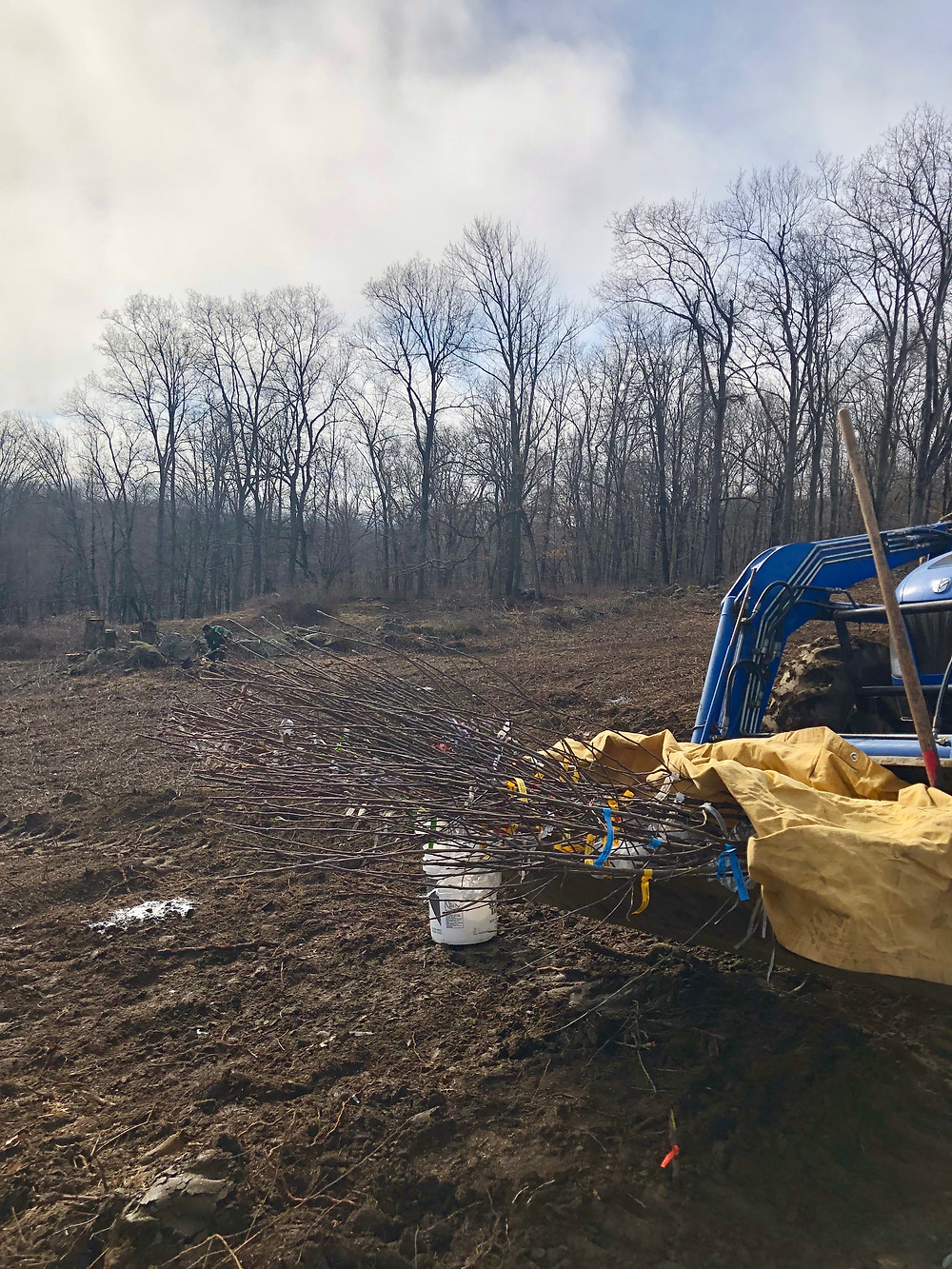 Fruit trees in tractor bucket to be planted at new Connecticut orchard