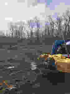 Fruit trees in tractor bucket to be planted at new Connecticut orchard