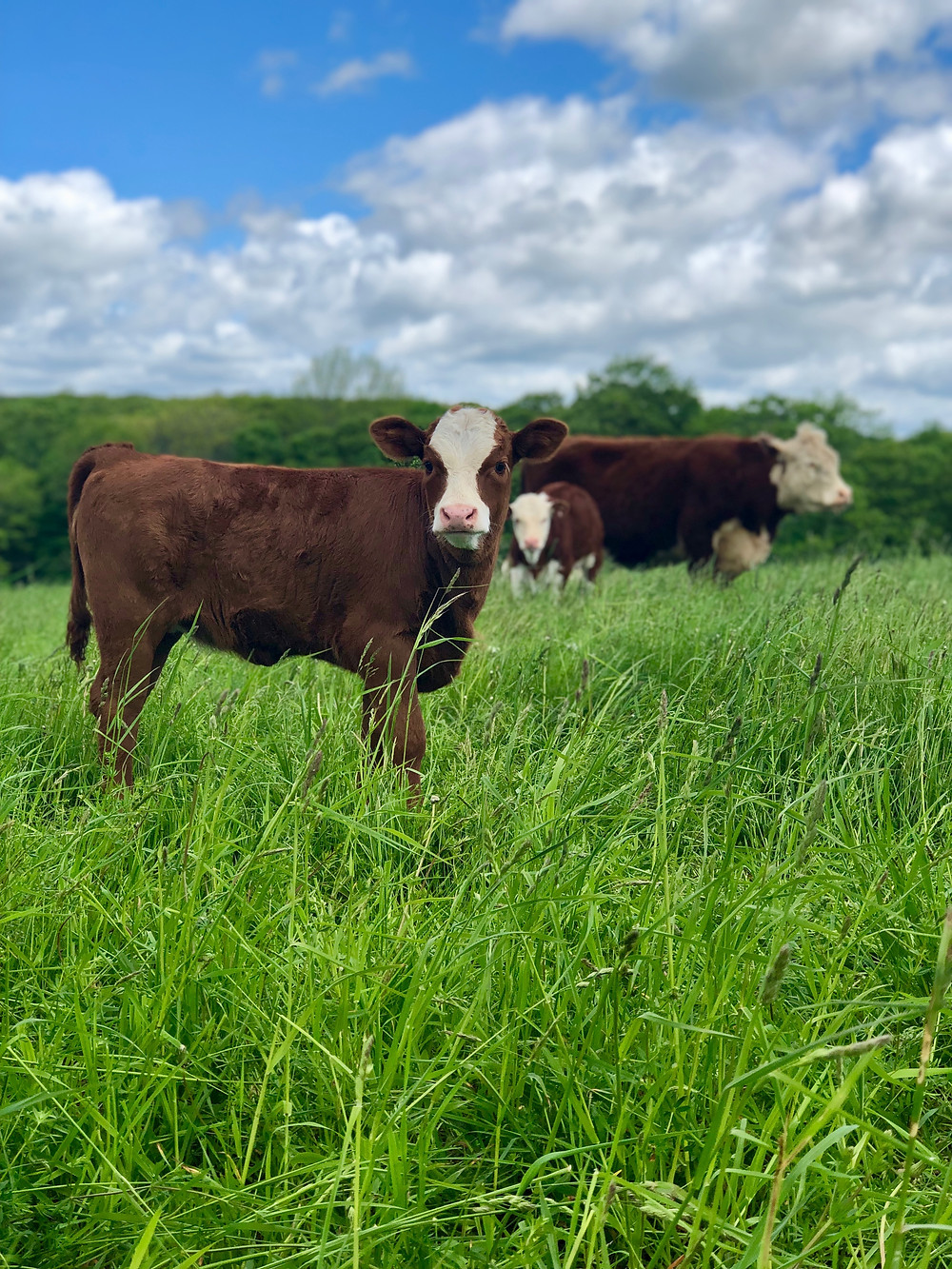 Heifer on pasture at Hidden Blossom farm in Union Connecticut