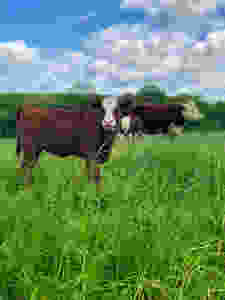 Heifer on pasture at Hidden Blossom farm in Union Connecticut