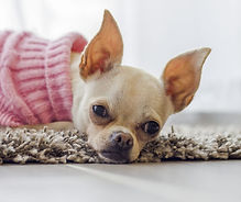 Chihuahua dog