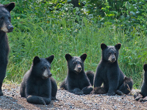 Molecular Investigation of Bear Bile