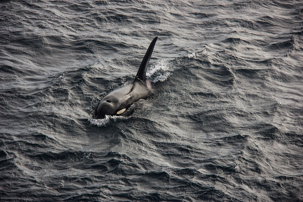 Orca surfacing in rough dark ocean water, its dorsal fin cutting through the waves.