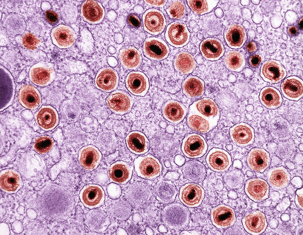 A microscopic view of round, brown-red particles against a purple background.
