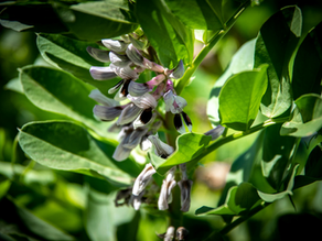 Broaden Your Mind: Bringing back broad beans for mental health