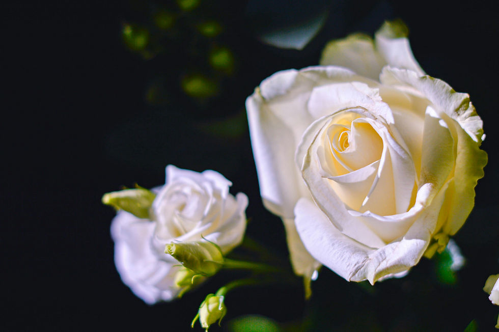 Photo by Danique Dohmen on Unsplash