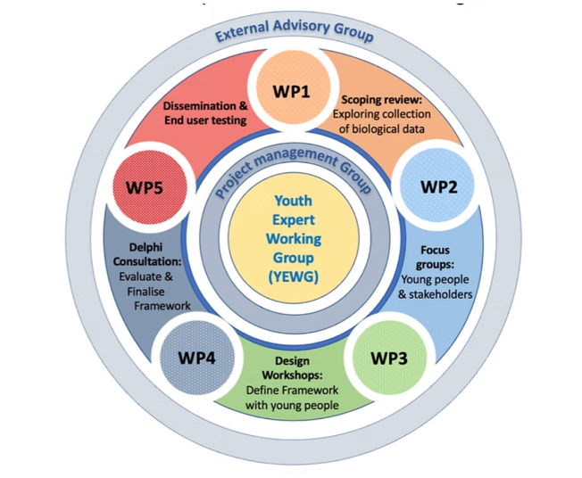 Circular project diagram with Youth Expert Working Group center, WP1–WP5 around it, and labeled stages in colored segments.