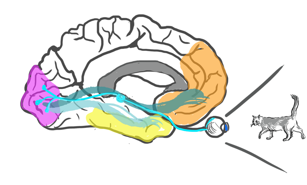Illustration of a brain with different areas highlighted in different colours. The eye is connected to the brain. The eye is shown to be looking at a cat.