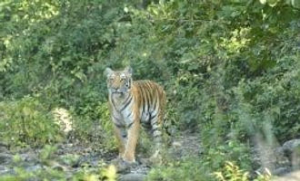 corbett-dhela-zone-300x158.jpg