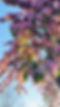 spring.jpg