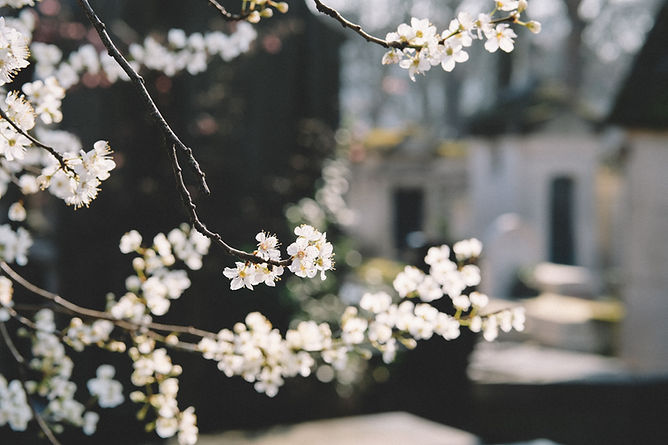 White Flowers_edited.jpg