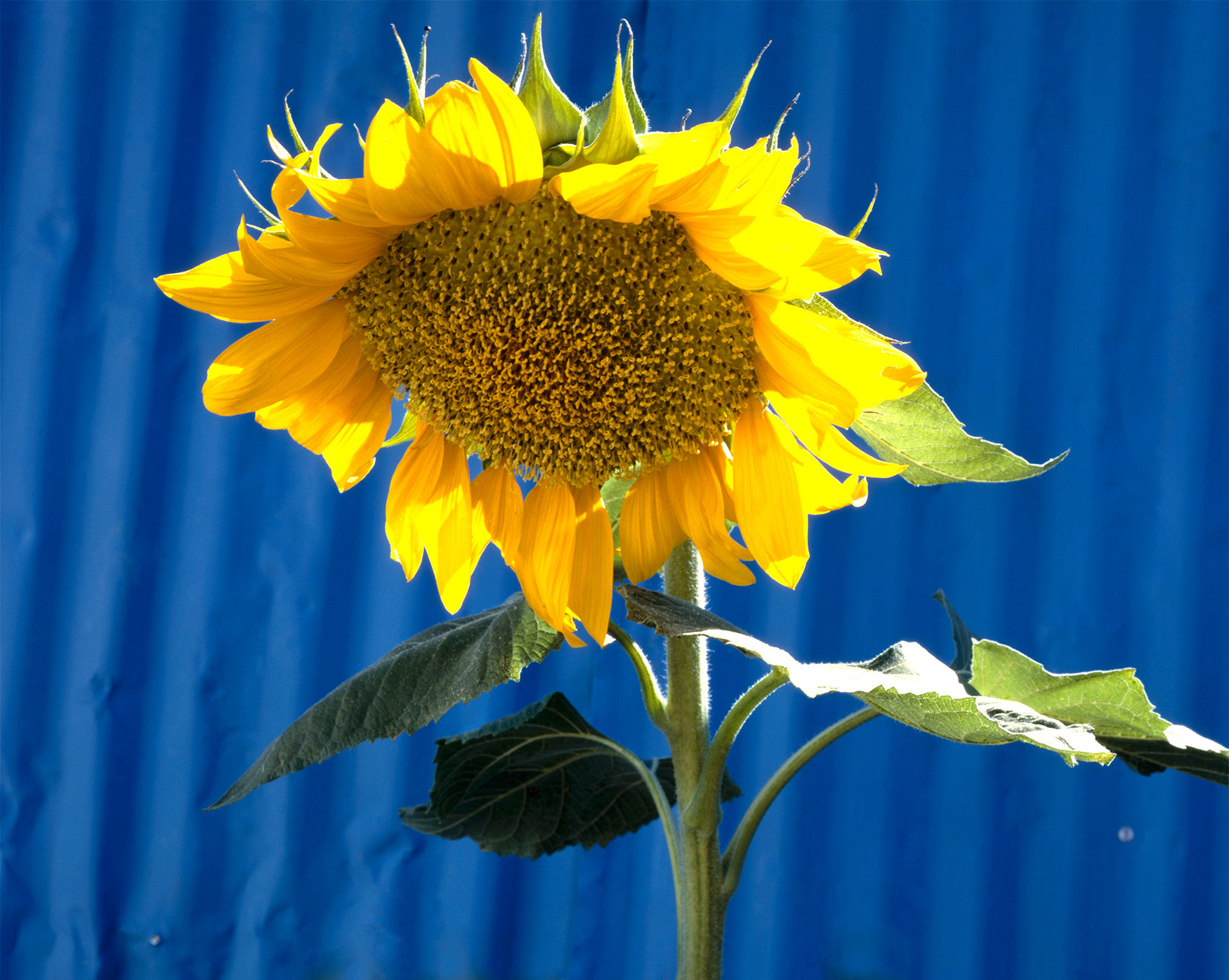 azflower_3-1-web-ready