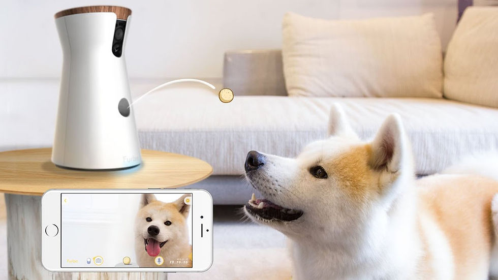 Furbo dog camera and treats