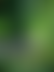 8 things to do in the garden with kids of all ages