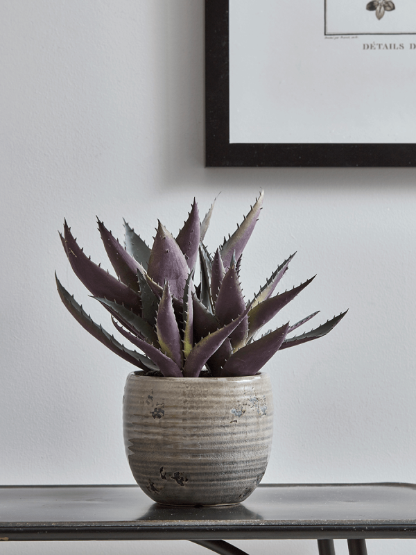 Burgundy Tipped Aloe in a ceramic small planter
