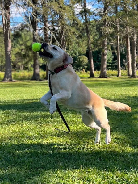 Beautiful yellow lab dog bred by breeders Pendleton Labradors of Litchfield NH named Coulson