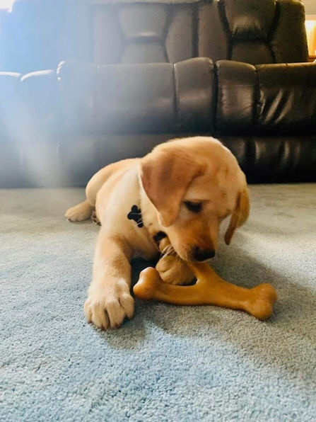 Beautiful yellow lab puppy bred by breeders Pendleton Labradors of Litchfield NH named Rugar