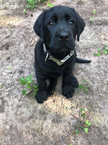 Beautiful black lab puppy bred by breeders Pendleton Labradors of Litchfield NH named Brooklyn
