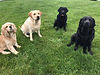 Adorable dogs sitting for Litchfield New Hampshire lab breeders Pendleton Labradors