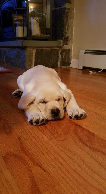 Beautiful yellow lab puppy bred by breeders Pendleton Labradors of Litchfield NH named Brady