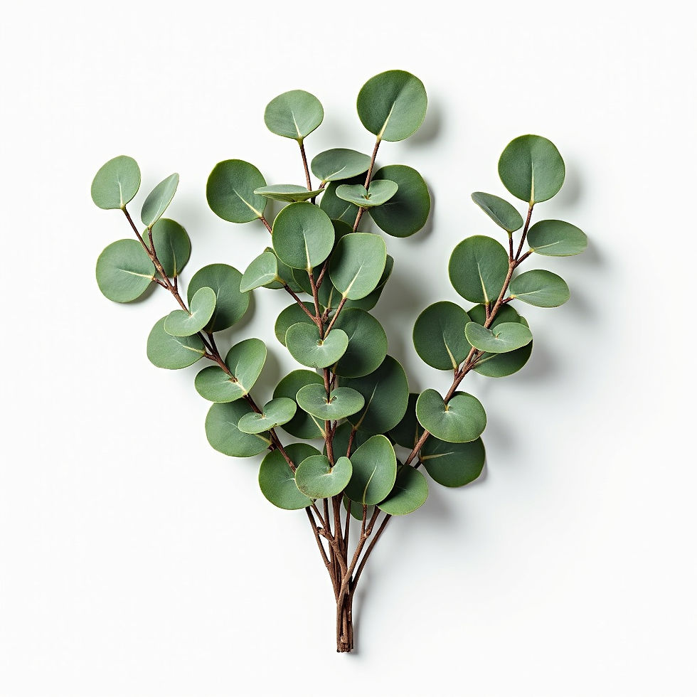 Eucalyptus Greenery Bundle