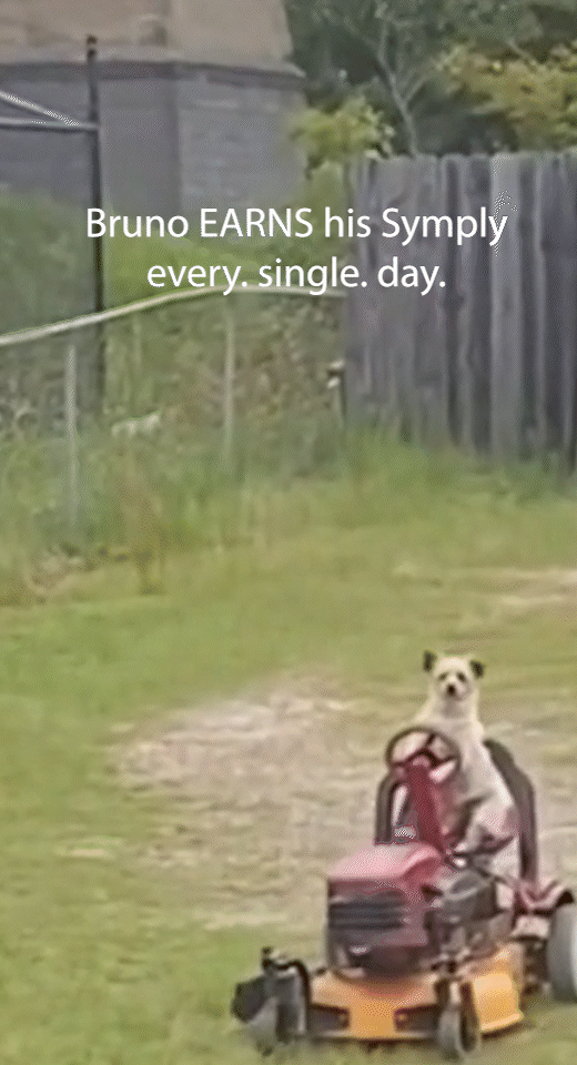 Dog mows lawn -- 5fps.gif