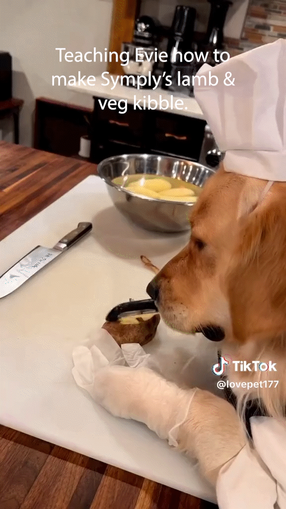 Dog cooks dinner 5fps.gif