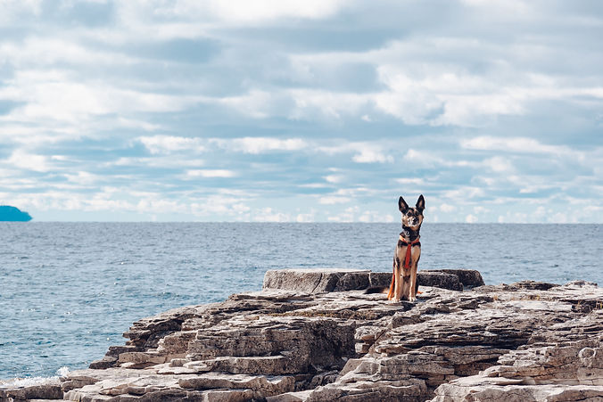 A german shepherd mix sits on flat, rocky ground with a lake in the background.