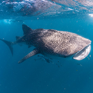 whale shark feeding on surface