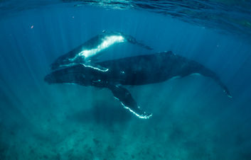 humpback whale swimming underwater