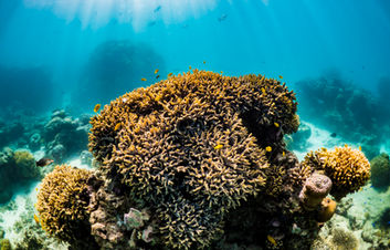 underwater reefscape