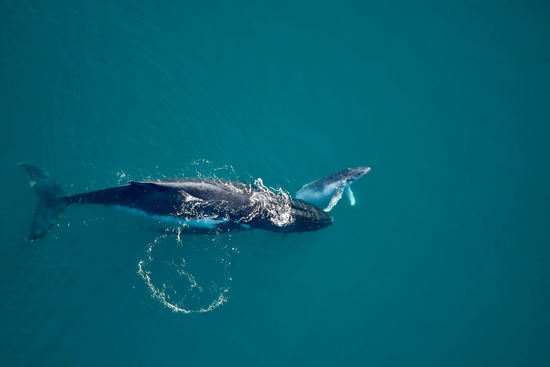 humpback whale mum and calf