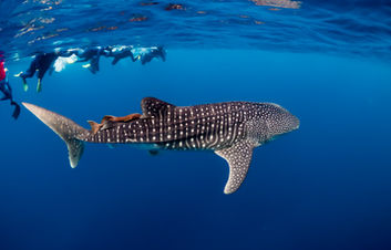 group of swimmers with whale shark