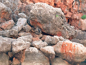 black flanked rock wallaby in Yardie Creek Gorge